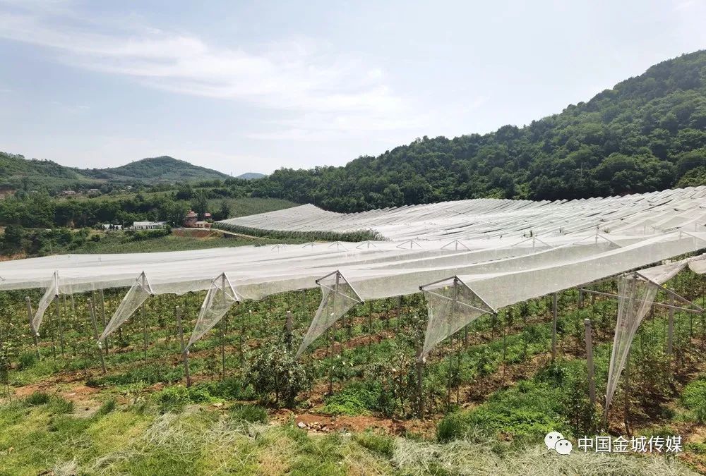 寺河乡未来蓝图，最新发展规划引领乡村重塑